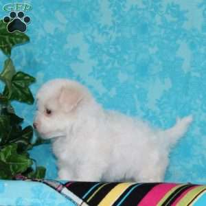 Jayne, Maltipoo Puppy